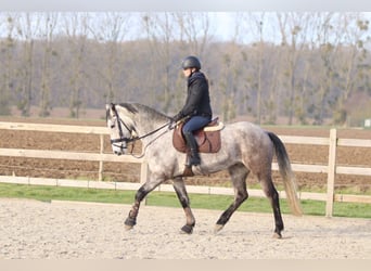 Connemara, Castrone, 5 Anni, 155 cm, Leardo
