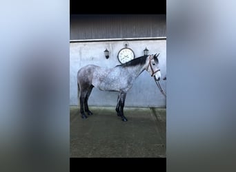 Connemara, Castrone, 5 Anni, 155 cm, Leardo