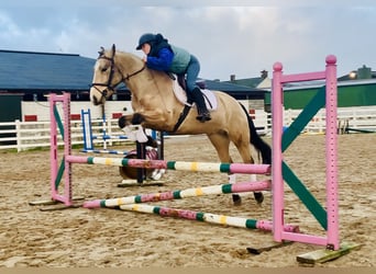 Connemara, Castrone, 5 Anni, 156 cm, Falbo