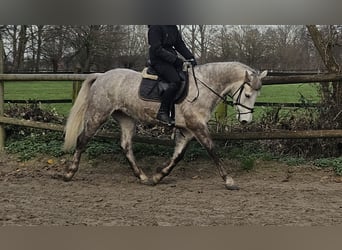 Connemara, Castrone, 5 Anni, 156 cm, Grigio pezzato