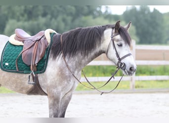Connemara, Castrone, 5 Anni, 156 cm, Leardo
