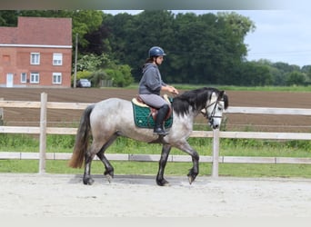 Connemara, Castrone, 5 Anni, 156 cm, Leardo