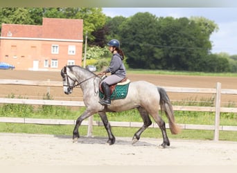 Connemara, Castrone, 5 Anni, 156 cm, Leardo