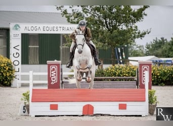 Connemara, Castrone, 5 Anni, 158 cm, Grigio