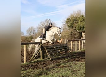 Connemara, Castrone, 5 Anni, 158 cm, Grigio