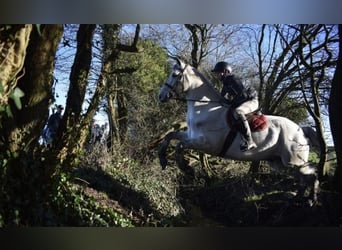Connemara, Castrone, 5 Anni, 158 cm, Grigio