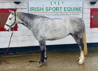 Connemara, Castrone, 5 Anni, 158 cm, Grigio