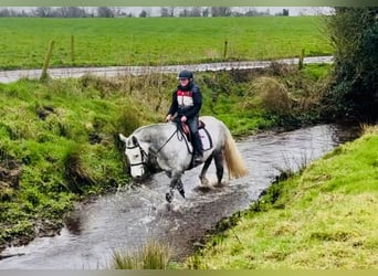 Connemara, Castrone, 5 Anni, 158 cm, Grigio