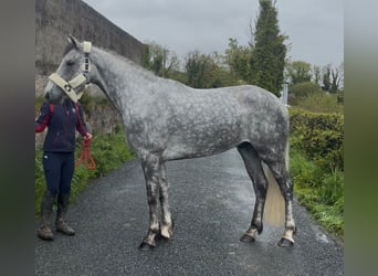 Connemara, Castrone, 5 Anni, 158 cm, Grigio pezzato