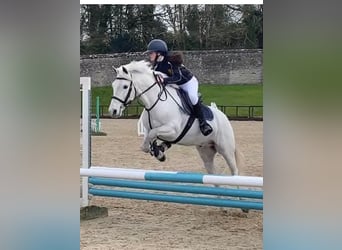 Connemara, Castrone, 5 Anni, 160 cm, Grigio