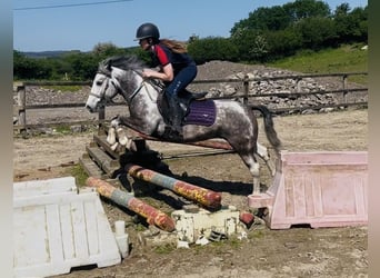Connemara, Castrone, 6 Anni, 128 cm, Leardo