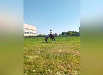 Connemara Mix, Castrone, 6 Anni, 137 cm, Grigio