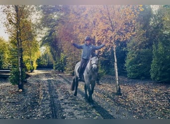 Connemara, Castrone, 6 Anni, 145 cm, Grigio pezzato