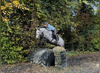 Connemara, Castrone, 6 Anni, 145 cm, Grigio pezzato