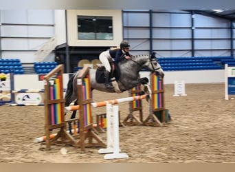 Connemara, Castrone, 6 Anni, 145 cm, Grigio pezzato
