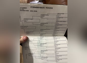 Connemara, Castrone, 6 Anni, 147 cm, Grigio