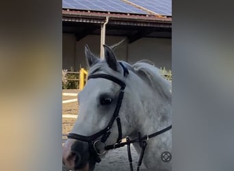 Connemara, Castrone, 6 Anni, 147 cm, Grigio