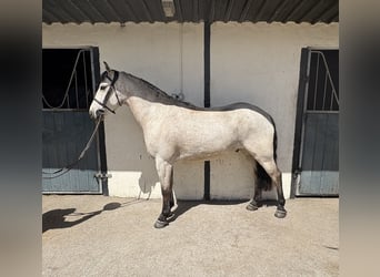 Connemara Mix, Castrone, 6 Anni, 148 cm, Baio ciliegia