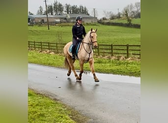 Connemara, Castrone, 6 Anni, 148 cm, Palomino