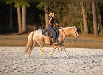 Connemara Mix, Castrone, 6 Anni, 150 cm, Palomino