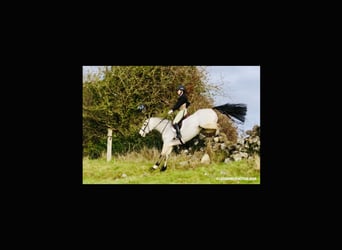 Connemara, Castrone, 6 Anni, 155 cm, Falbo