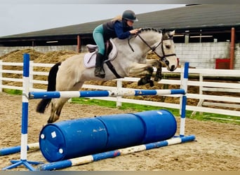 Connemara, Castrone, 6 Anni, 155 cm, Falbo