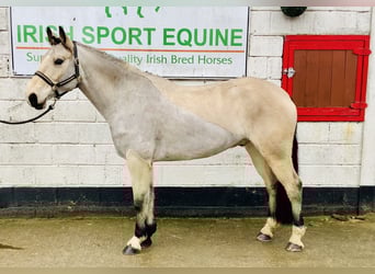 Connemara, Castrone, 6 Anni, 155 cm, Falbo