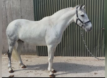 Connemara, Castrone, 7 Anni, 147 cm, Leardo