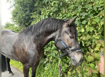 Connemara, Castrone, 7 Anni, 148 cm, Falbo