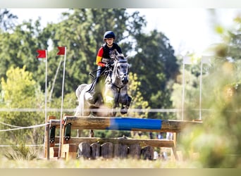 Connemara, Castrone, 7 Anni, 148 cm, Grigio pezzato