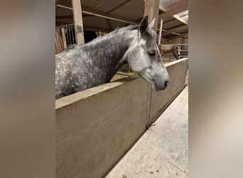 Connemara, Castrone, 7 Anni, 149 cm, Grigio