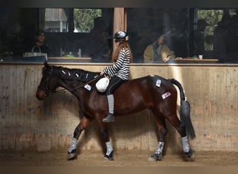 Connemara, Castrone, 7 Anni, 153 cm, Baio