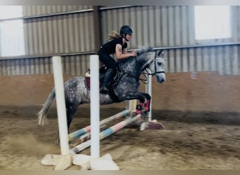 Connemara, Castrone, 8 Anni, 140 cm, Grigio pezzato