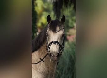Connemara, Castrone, 8 Anni, 147 cm, Falbo