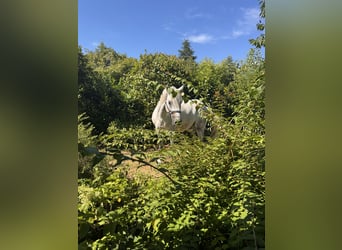 Connemara, Castrone, 8 Anni, 148 cm, Bianco