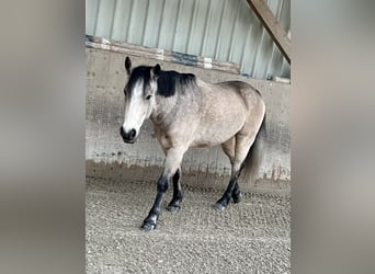 Connemara, Castrone, 8 Anni, 148 cm, Falbo