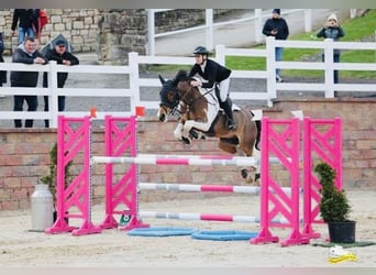 Connemara, Castrone, 8 Anni, 148 cm, Grigio