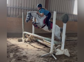 Connemara, Castrone, 8 Anni, 148 cm, Grigio
