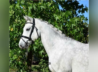 Connemara, Castrone, 8 Anni, 158 cm, Grigio