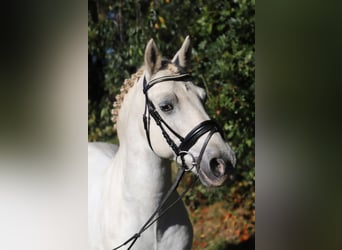 Connemara Mix, Castrone, 9 Anni, 146 cm, Grigio