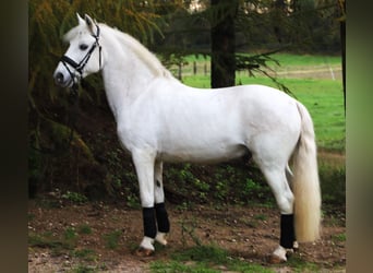 Connemara Mix, Castrone, 9 Anni, 146 cm, Grigio