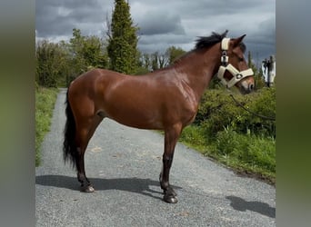 Connemara, Castrone, 9 Anni, 148 cm, Baio