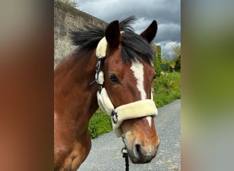Connemara, Castrone, 9 Anni, 148 cm, Baio