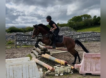 Connemara, Castrone, 9 Anni, 148 cm, Baio