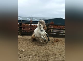 Connemara, Étalon, 10 Ans, 147 cm, Gris