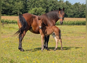 Connemara, Étalon, 1 Année, 148 cm, Bai
