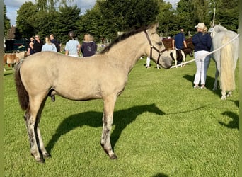 Connemara, Étalon, 1 Année, 148 cm, Isabelle