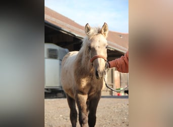 Connemara Croisé, Étalon, 1 Année, 148 cm, Palomino