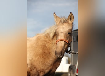 Connemara Croisé, Étalon, 1 Année, 148 cm, Palomino