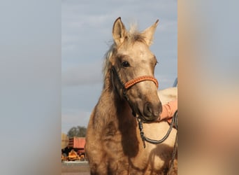 Connemara Croisé, Étalon, 1 Année, 148 cm, Palomino